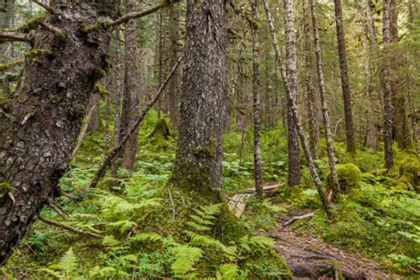 Best Temperate Rainforest Alaska Rain Rainforest Stock Photos Pictures
