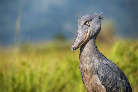 12 Amazing Animals That Thrive In Swamps