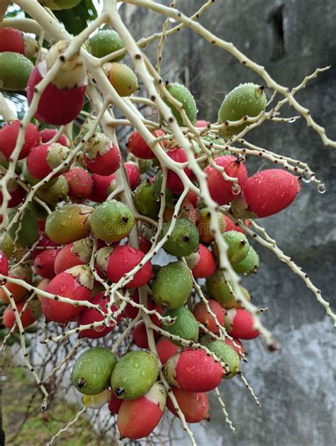 Pupunha Fruits Bactris Gasipaes A Peach Palm Fruit Native From