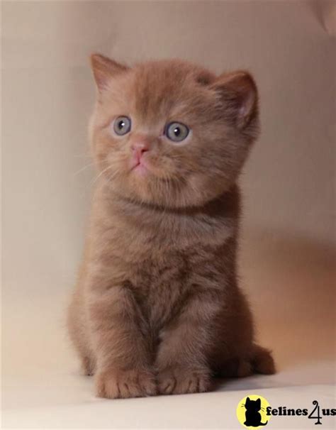 Adorable British Shorthair Cinnamon Kitten British Shorthair Kittens
