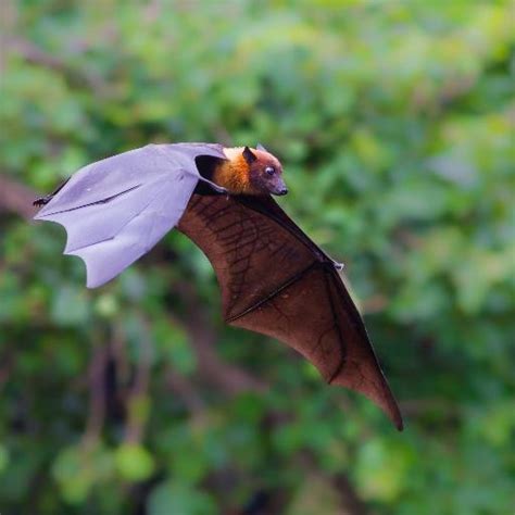 Spectacled Flying Fox Bats Wildlife Jsmith Mrowl