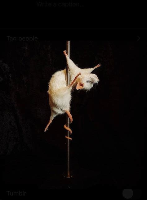 Stripper Mouse Tallulah Etsy