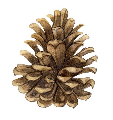 Pine Cone Drawing Pine Cone Art Colorful Art