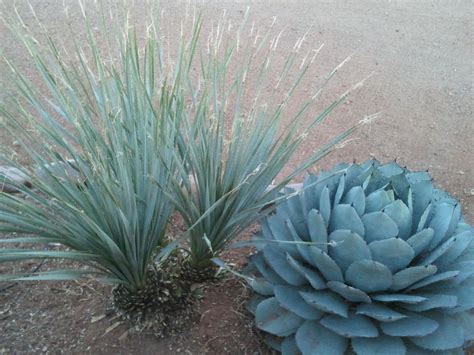 Beautiful Desert Plants Marvel At The Unique Desert Plants Landscaped