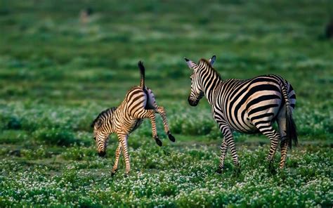 Nature Animal Zebra Green Hd Wallpapers