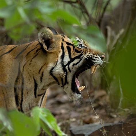 Bengal Tiger Roaring