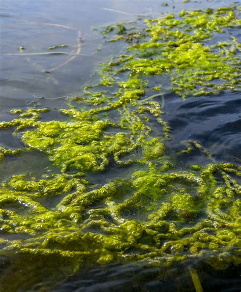 Freshwater Green Algae Near The Shore Of A Backwater Float On The
