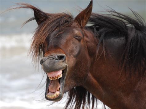 Top 10 Images Of Laughing Horses