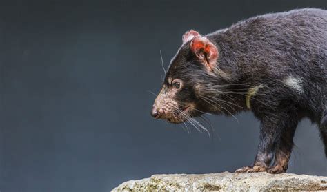 Tasmanian Devils Look Set To Conquer Facial Tumour Disease Australian