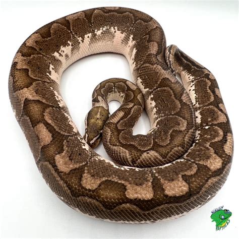 Bamboo Ball Python Adult Male Strictly Reptiles Inc