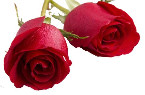 Valentines Day Roses Png Transparent Image Png Arts