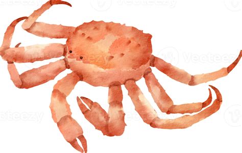 Watercolor King Crab 16548051 Png