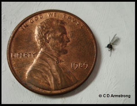 Fungus Gnats Home And Garden Ipm From Cooperative Extension