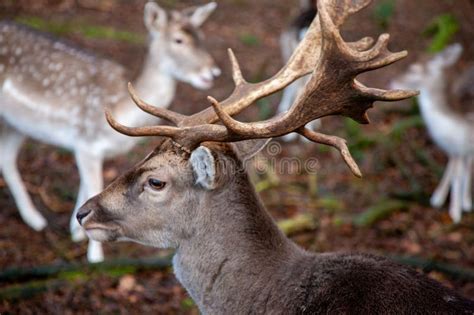 Closeup Of A Herd Of Persian Fallow Deer In A Field With A Blurry