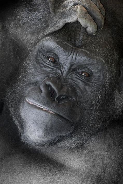 Gorilla Fotos De Animales Salvajes Animales Salvajes Y Animales Hermosos