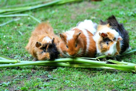 Est Ce Que Les Cochon Dinde Ronronne