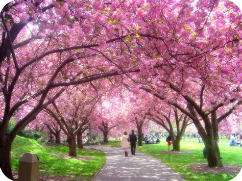 Der Brooklyn Botanic Garden Blossom Garden Cherry Trees Garden