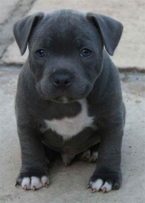 Animals and pets for adoption. American Staffordshire Terrier Puppies For Adoption | PETSIDI