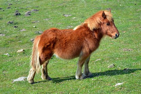 Pottokhorse Of The Pyreneeslittle Basque Horsehorsefree Pictures