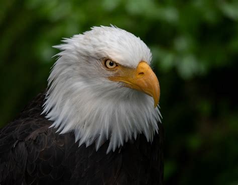 Where To See Bald Eagles In Alaska Celebrity Cruises