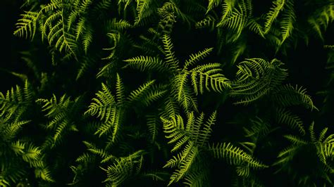 Fern Branches Plant Leaves 4k 5k Hd Wallpapers Hd