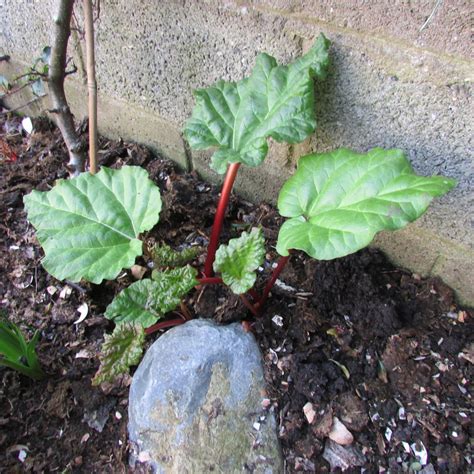 how to plant and grow rhubarb plants in the garden dengarden