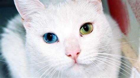 Белый кот с разными глазами обои для рабочего стола картинки фото