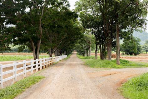 White Wooden Fence Around The Ranch And Country Road With Tree Stock