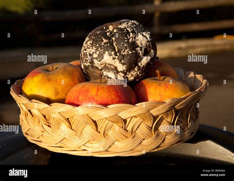 Une Pomme Pourrie Dans Un Panier De Bonnes Pommes Uk Photo Stock Alamy