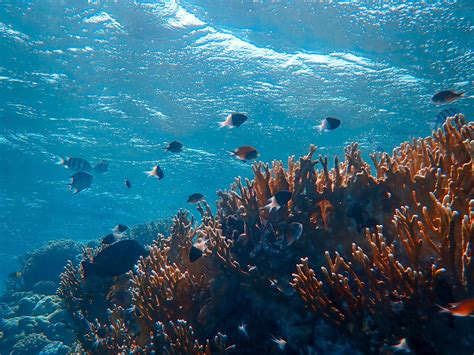 Download Wallpaper 1400x1050 Underwater World Ocean Fish Corals