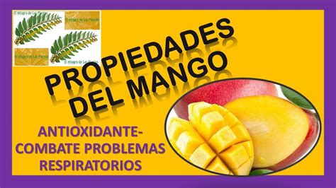 Propiedades Y Beneficios De El Mango Remedios Caseros De Mango Youtube