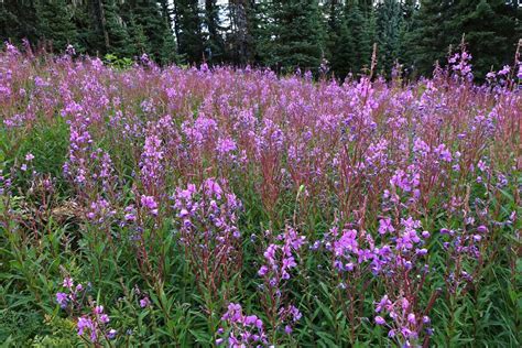 Southwest Colorado Wildflowers Chamaenerion Angustifolium