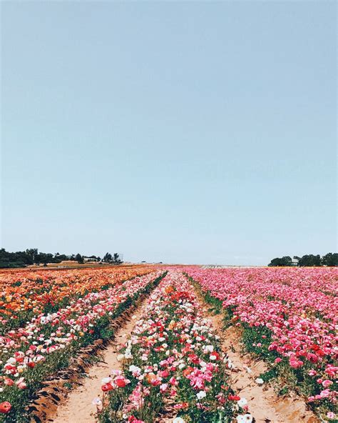Field Of Flowers Aesthetic Flowers In The Field Nature Aesthetic