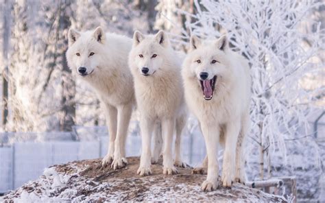 Wallpaper Three White Wolves Winter Snow 1920x1200 Hd Picture Image