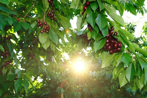 How Cherries Get From Farm To Table Stemilt