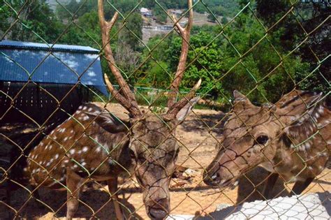 Wisata Tanjung Bajau Kebun Binatang Singka Zoo Rindu Alam Singkawang