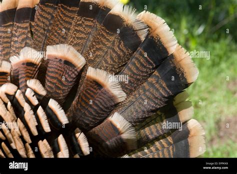 Wild Turkey Feathers Stock Photos And Wild Turkey Feathers Stock Images