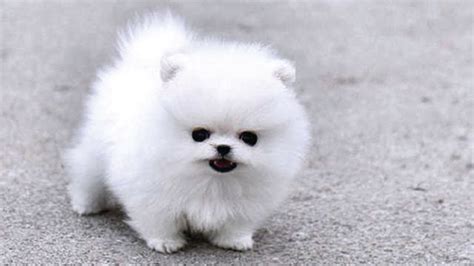 Amazing 21 Cute Pictures Of Fluffy Dogs