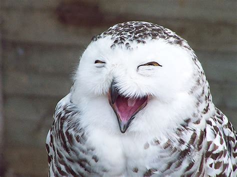 Laugh Lols Owl Snowy Owl Image 221296 On