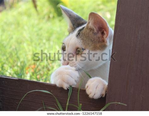 Astonished Cat Garden Stock Photo 1226147158 Shutterstock