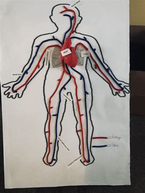 3d Circulatory System Project A Creative Way To Learn About The Human Body