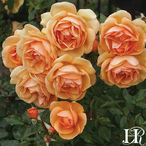 For example, a cut flower grower may target florists as there primary customers and have wholesalers or a grocery store as their secondary customers. South Africa | Planting roses, Heirloom roses, Rose