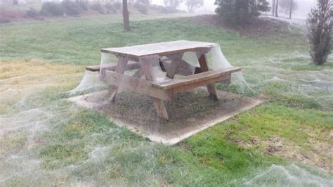 Following Heavy Downpour Spiders Cover A Park In Australia In Spider Webs