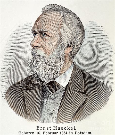 Ernst Haeckel 1834 1919 Photograph By Granger