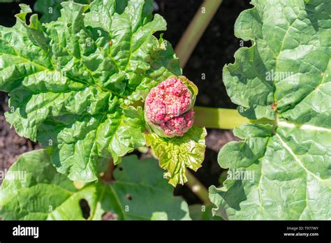 The Seed Pod Of A Rhubarb Plant About To Flower A Rhubarb Plant Is