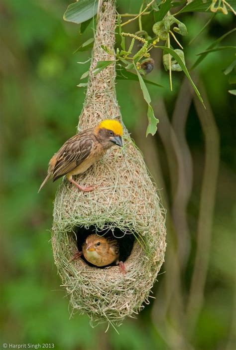 Explore Baya Weaver S Weaver S Nest Pretty Birds Pet Birds