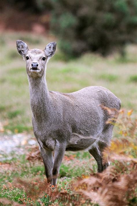 Female Sika Deer Photograph By Colin Varndell Fine Art America