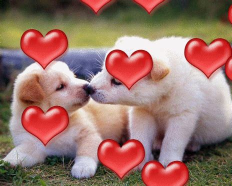 Animated Free Puppy Love Free Animated Gifs Cats Free Animated