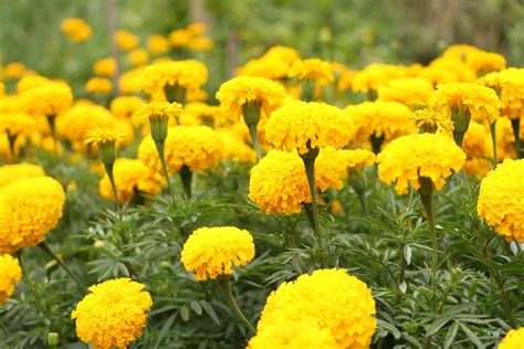 The Common Marigold And Why Its Such A Wonderful Plant Ally Garden