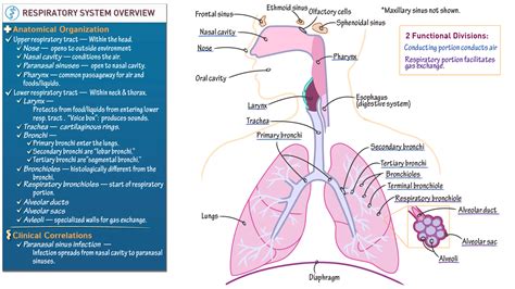 Overview Of The Respiratory System Ditki Medical And Biological Sciences